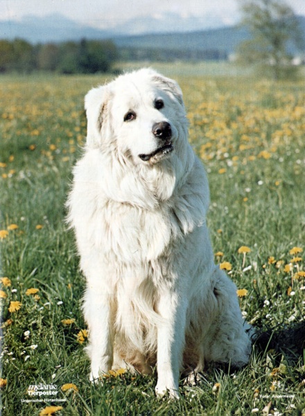 Datei:Poster Melanie 1976-43.jpg