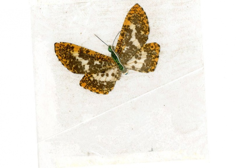 Datei:Prima 1971-16 Schmetterling 02.jpg